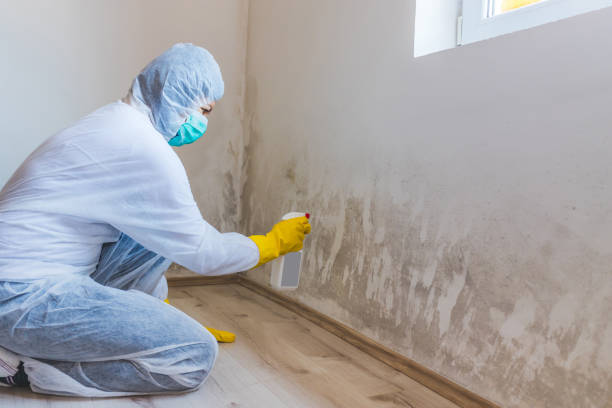 Licensed Mold Testing service in Milton, WA - WQB Mold Removal