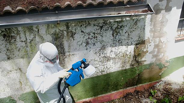 Top rated local Mold Testing specialists in Milton, WA